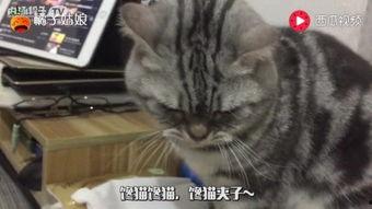 猫可以吃小瓜嘛,小瓜在猫咪菜单中的地位