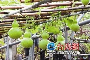 葫芦瓜生着吃,清新口感与健康益处