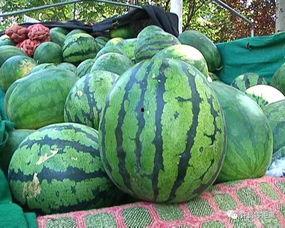 怎样挑西瓜吃瓜,教你轻松挑出最佳口感