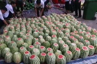 吃瓜看景点,探寻美食与景点的完美邂逅