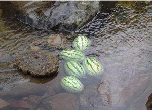 济南神兽吃瓜视频,一场意想不到的萌宠奇观