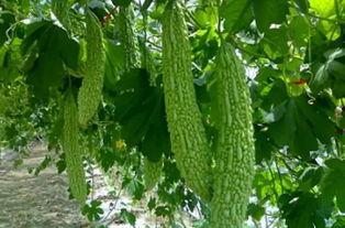 虫子吃的瓜,揭秘瓜类植物的天然美食