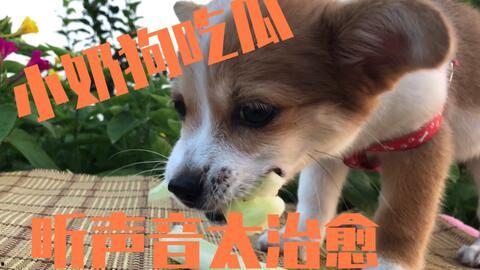 狗狗随主人吃瓜